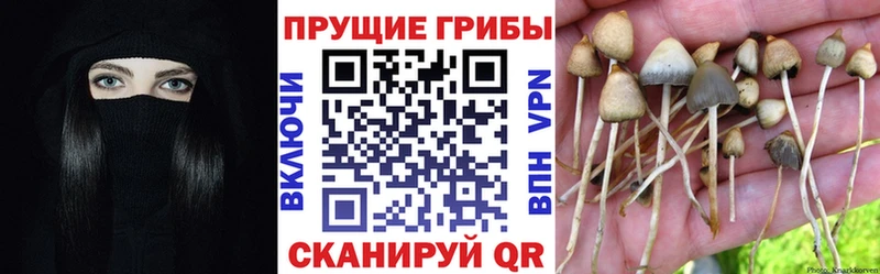 Псилоцибиновые грибы Psilocybine cubensis  Спас-Клепики 